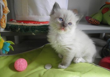 femelle blue point-mitted - 4 semaines - Chatterie Ragdolls du Val de Beauvoir